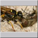 Mellinus arvensis - Kotwespe w37d 14mm mit Fliege.jpg